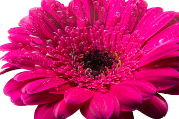 In the center on a white background you can see a lush pink gerbera. Small drops add additional...