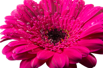In the center on a white background you can see a lush pink gerbera. Small drops add additional freshness to the image. Gerbera on a transparent background PNG.