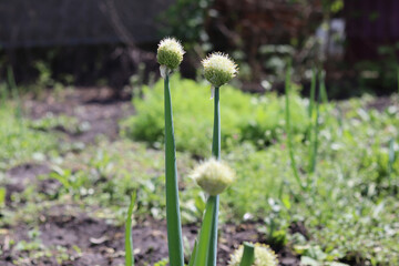 spring onion in the grass