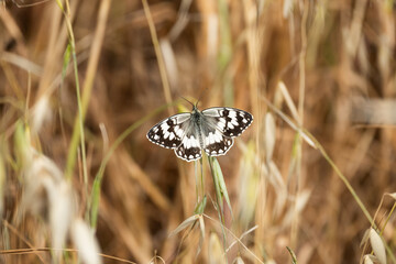 Marbled white butterfly blending into dry summer grass