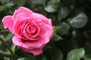 beautiful pink rose close-up on a blurred background
