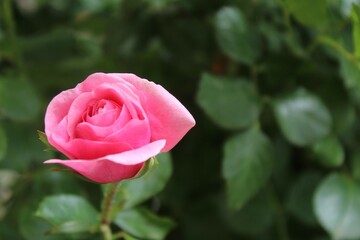 beautiful pink rose close-up on a blurred background