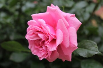 beautiful pink rose close-up on a blurred background