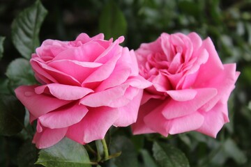 Close up of pink fairy roses in the garden, scenic view of beautiful rose flowers