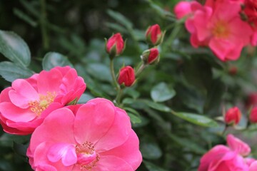 Close up of pink fairy roses in the garden, scenic view of beautiful rose flowers