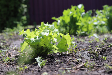 lettuce growing in the garden