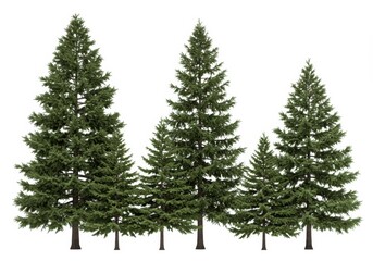 Fototapeta premium Five evergreen trees of varying heights isolated on white background