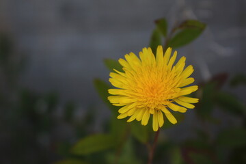 A vibrant yellow dandelion in full bloom captured in a close-up shot