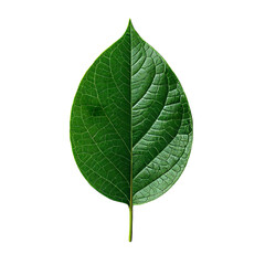 Obraz premium Green Leaf, Isolated Transparent Background, Minimalist Design Element