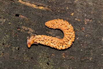 Male pollen cone from coniferous Cypress pine tree nature plant Springtime.