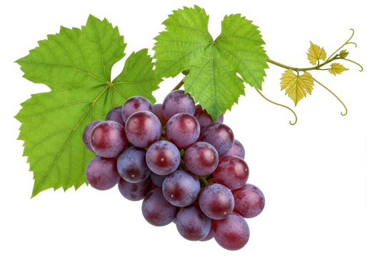 Bunch of red grapes with leaves isolated on white background, close up