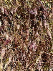 A closeup image on cheat grass or wild grass in an open field