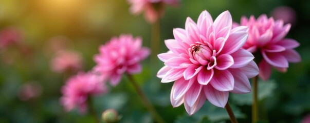 Pink and white dahlia blooms, Arbatax, Bellevue , delicate, botanical, fresh