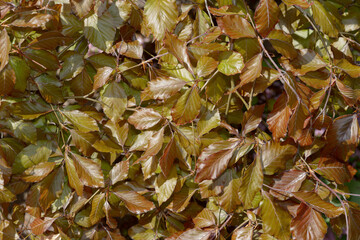 foliage background featuring young spring leaves of copper beech or fagus sylvatica outdoors on a bright sunny day in spring