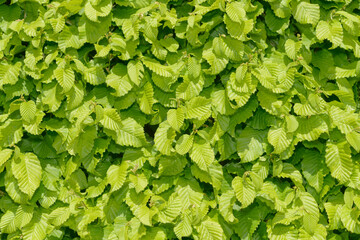 green leaves background