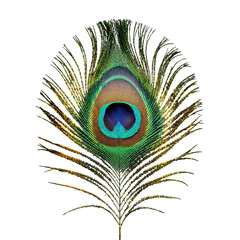 Fototapeta premium Peacock Feather, Isolated Transparent Background, Tropical Design Element