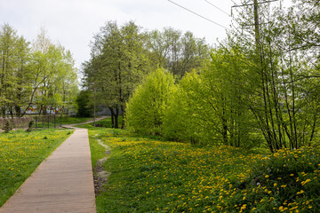 Wooden path in green spring park with blooming dandelions and young trees. Natural landscape scene with walking trail.