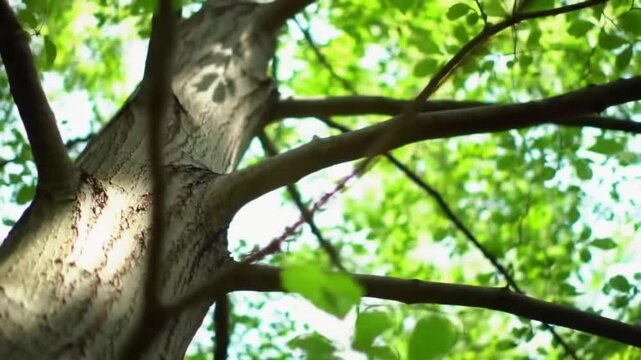 Low angle view of tree trunk, branches, and leaves. The leaves are bright green and backlit, suggesting the photo was taken on a sunny day.

