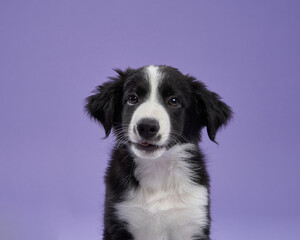 A black and white border collie sits against a purple background, tilting its head slightly. Its curious expression makes the portrait engaging.