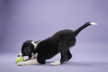A young border collie puppy plays with a green tennis ball on a purple surface. The playful energy...