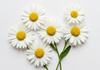 Obraz premium Arrangement of several daisies with white petals and yellow centers on white background