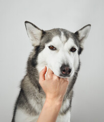 A Siberian husky looks directly into the camera, gently held by a person. The soft light and neutral tones enhance the serene mood.
