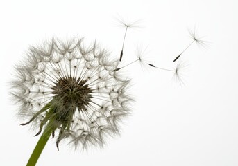 Dandelion seed head with flying seeds against a white background