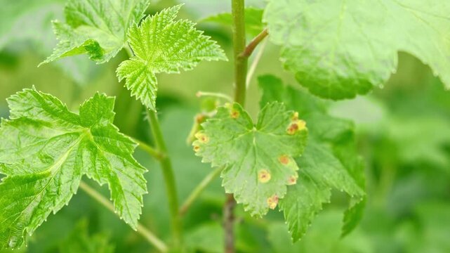 Currant and gooseberry leaf spot. Curling puckering sick blister leaves close-up. Small, dark yellow orange spots on the plant. Puckered blistered leaves distorted by aphids. Yellowish green foliage