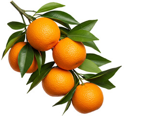Fresh oranges with green leaves growing on a branch Isolated on transparent background