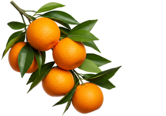 Fresh oranges with green leaves growing on a branch Isolated on transparent background