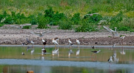 It is possible to see many different birds together in the wetlands of Diyarbakır Tigris Valley.
