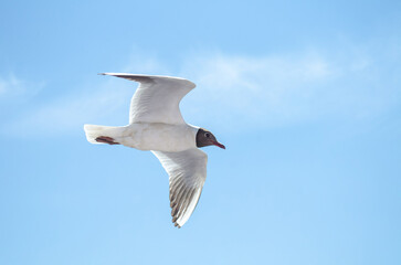 Lone seagull glides gracefully through bright blue sky. Sunlight casts shadow on white wings, highlighting birds freedom. Soft clouds accentuate serene background
