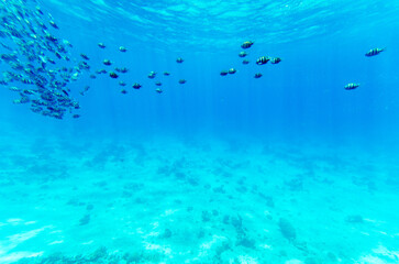 Fototapeta premium School of fish navigates clear blue waters, casting ethereal shadows on ocean floor. Sunlight illuminates aquatic scene, accentuating vibrant marine environment