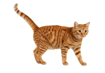 Orange tabby cat walking on a transparent background for various creative applications