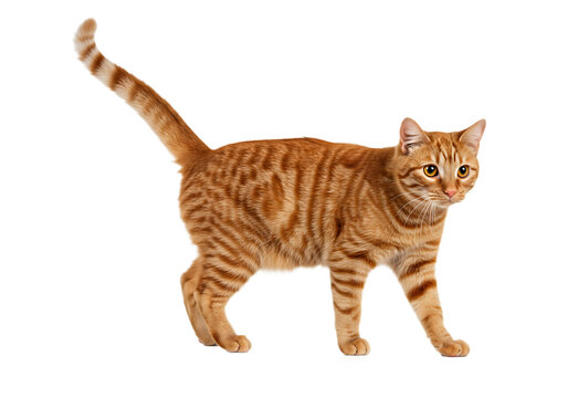 Orange tabby cat walking on a transparent background for various creative applications - Powered by Adobe