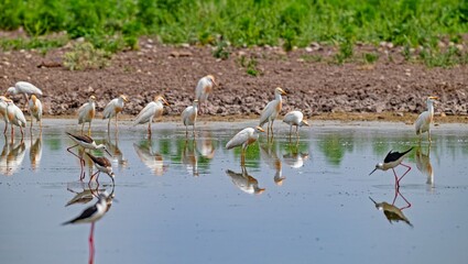 It is possible to see many different birds together in the wetlands of Diyarbakır Tigris Valley.