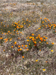 an open field of a landscape full of California poppy plants and flowers