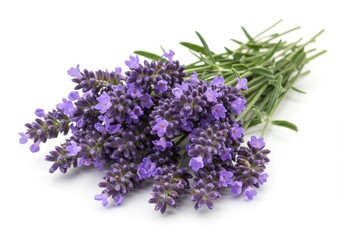 Close-up of lavender flowers with green leaves on a white background