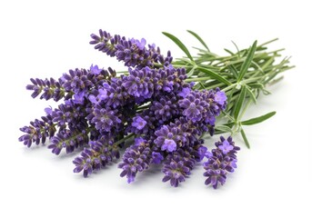 Lavender flowers with green leaves, isolated on white background, studio shot