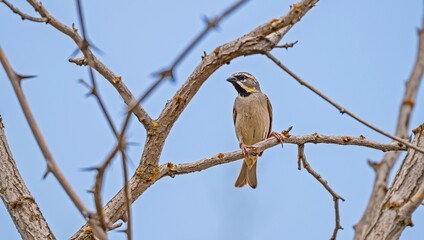 Dead Sea Sparrow (Passer moabiticus) is a cute sparrow species living in Asia and Europe. It is...