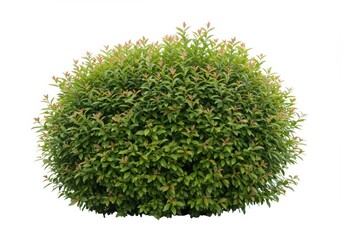 Rounded green bush with small leaves isolated on white background, perfect for landscaping