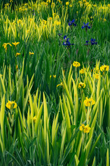 Elegant Irises: A Springtime Floral Display