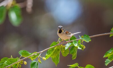 Dead Sea Sparrow (Passer moabiticus) is a cute sparrow species living in Asia and Europe. It is seen in the southern parts of Turkey.