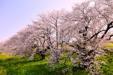 長良川と桜