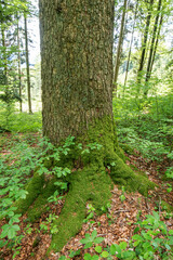 Moss-Covered Base of Fir Tree in Spring Forest