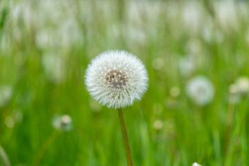 Single Dandelion Seed Head in Green Meadow – Minimalist Spring Nature Background with Soft Focus...