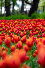 Bright flower meadow. Tulips and other flowers.