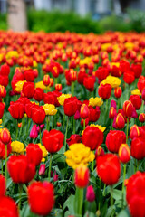 Bright flower meadow. Tulips and other flowers.