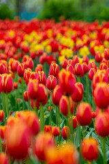Bright flower meadow. Tulips and other flowers.