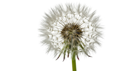 Close-up of a dandelion flower head with seeds ready to blow away isolated PNG with Transparent Background